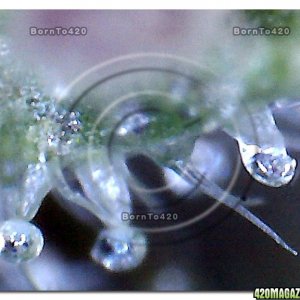 Digital Microscope @ 400x magnification view of Trichomes