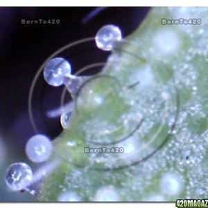 Digital Microscope @ 400x magnification view of Trichomes