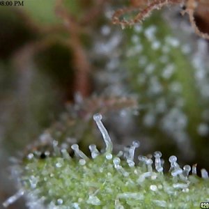 Trichomes up close....