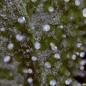 Trichomes up close....