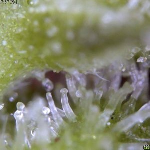 Trichomes up close....