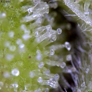 Trichomes up close....