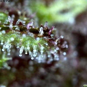 Trichomes HD