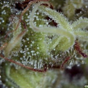 Trichomes HD