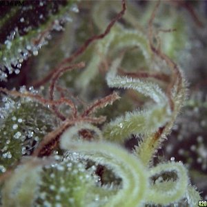 Trichomes HD