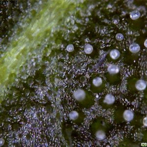 Trichomes HD