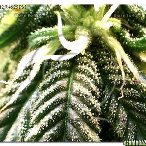 grow2_day_71-25-02222012_