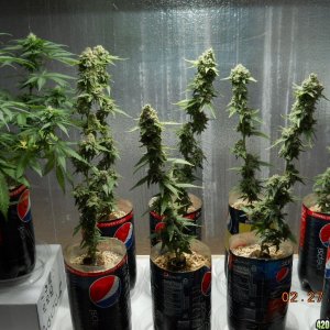 Grow room