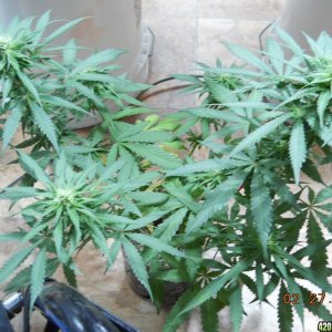 PE - before defoliation