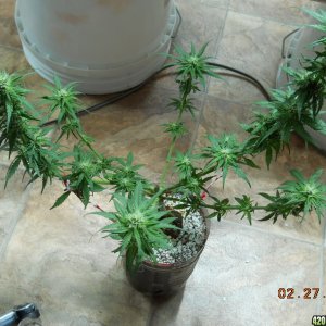 PE - after defoliation