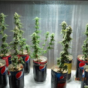 Grow room