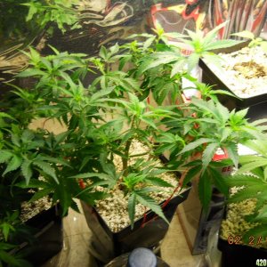 veg room