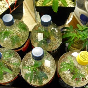 vegging clones