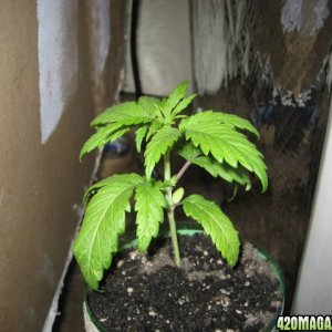 Female Bagseed