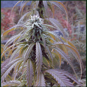 No Mercy Supply-Cees-Master Grower