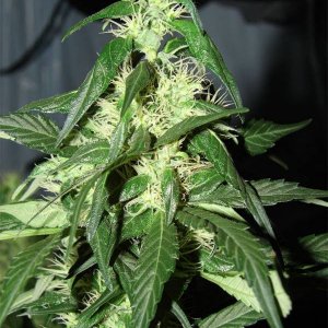 No Mercy Supply-Cees-Master Grower