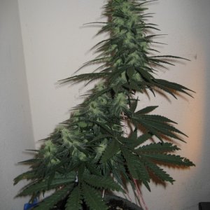 42 days flowering