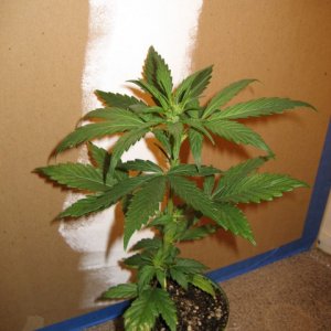 OlderSisterBagSeed