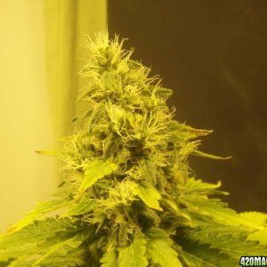 4x Snow White 4x PPP (Pure Power Plant) 53 days flowering