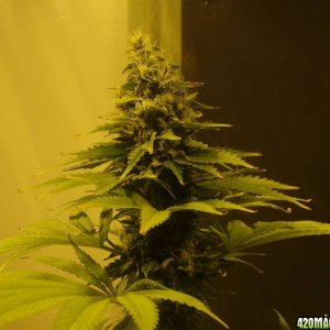 4x Snow White 4x PPP (Pure Power Plant) 53 days flowering