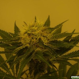 4x Snow White 4x PPP (Pure Power Plant) 53 days flowering