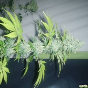 4x Snow White and 4x PPP ( Pure Power Plant ) 55 days flowering