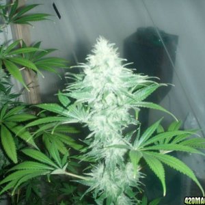 4x Snow White and 4x PPP ( Pure Power Plant ) 55 days flowering