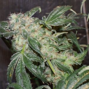 050_DSM_rdwc_d64f