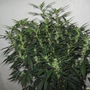 Serious Seed's White Russian