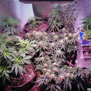 LED gardens - Veg and autos