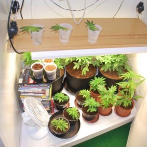 My veg room