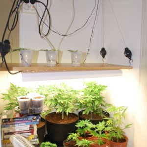 My veg room