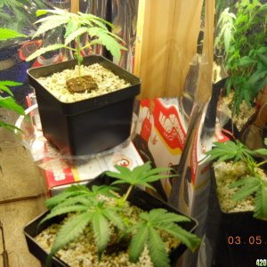 veg room 3-5-12