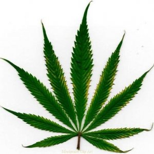 Dems_say_medical_marijuana_resolution_not_up_in_smoke_1_1331086915