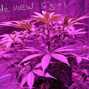 hash bud plant side viw