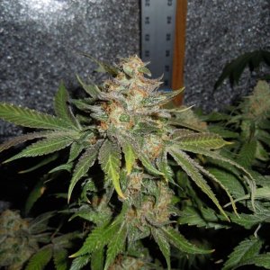 kings kush 9th week