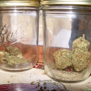 Larry Kush and Blue Cheese