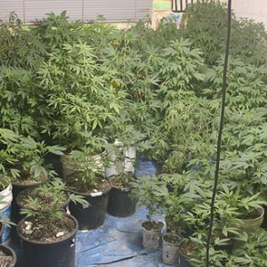 120319_marijuana_ap_328