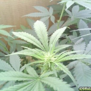 My Progress/First Grow/Micky Mouse style! LOL! Comments?