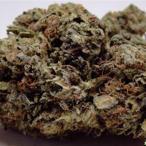 Organic_Grand_Daddy_Purple3