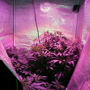 2012-03-29grow1_5