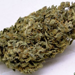 Outdoor_Organic_Casey_Jones