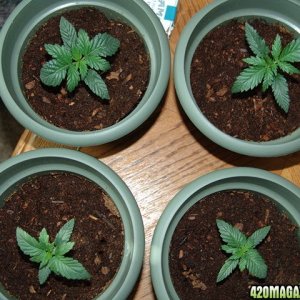 Cheap Grow