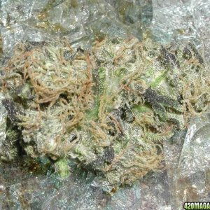 find-thebud