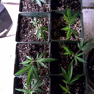 clone grow