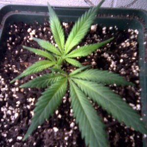 clone grow