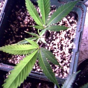 clone grow