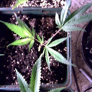 clone grow