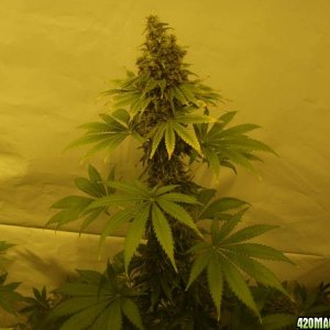 3 Arjans Ultra Haze #2 ,4 Snow White and 4 PPP ( pure Power plant on week 9