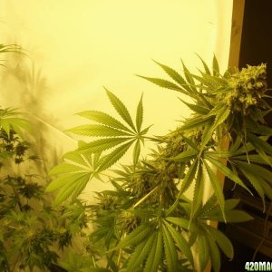 3 Arjans Ultra Haze #2 ,4 Snow White and 4 PPP ( pure Power plant on week 9